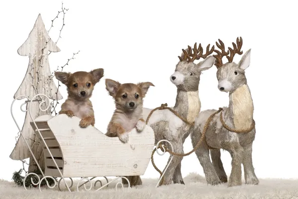 stock image Chihuahua puppies, 3 months old, in Christmas sleigh in front of white background