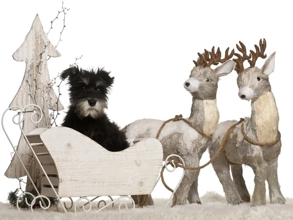Miniature Schnauzer puppy, 3 months old, in Christmas sleigh in front of white background — 스톡 사진
