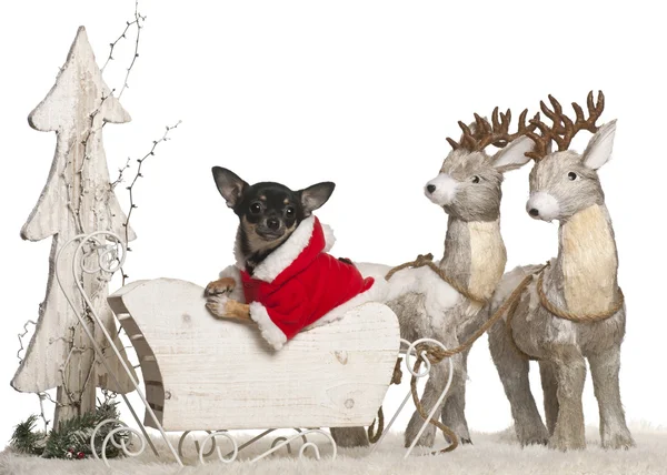 Chihuahua pup, 5 maanden oud, in Kerstmis sleigh voor witte achtergrond — Stockfoto