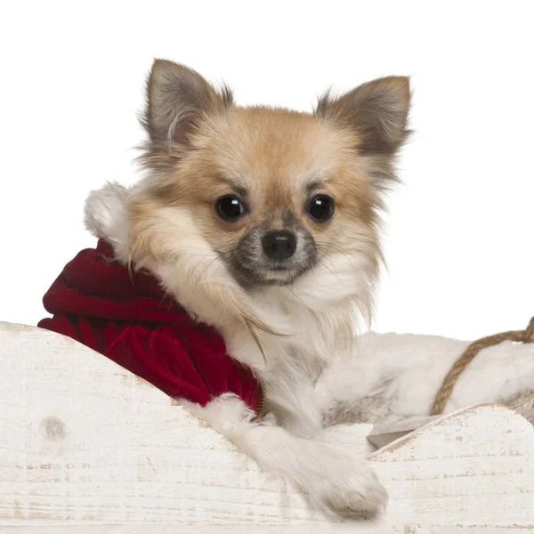 Chihuahua, 8 ay yaşlı Noel beyaz arka plan kızak. — Stok fotoğraf