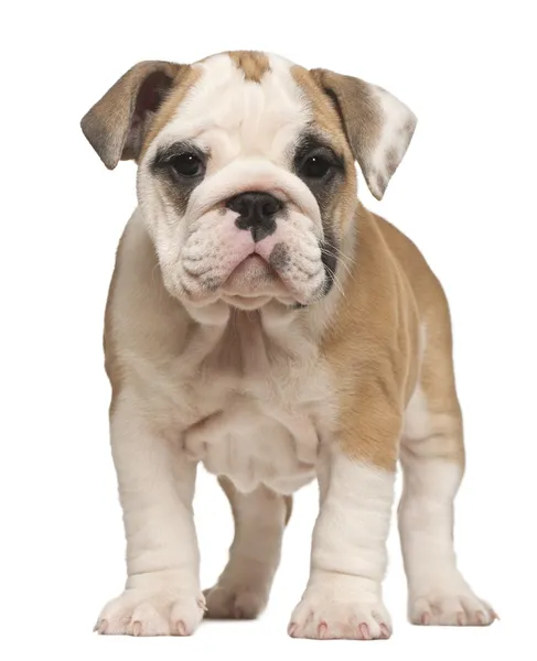 Englische Bulldogge Welpe, stehend, 2 Monate alt — Stockfoto