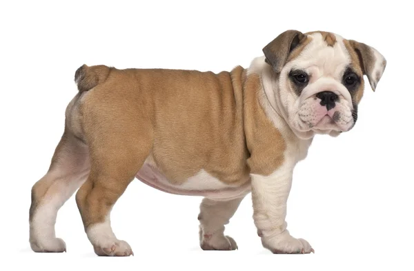 Vista lateral, inglés Bulldog puppy, de pie, 2 meses —  Fotos de Stock