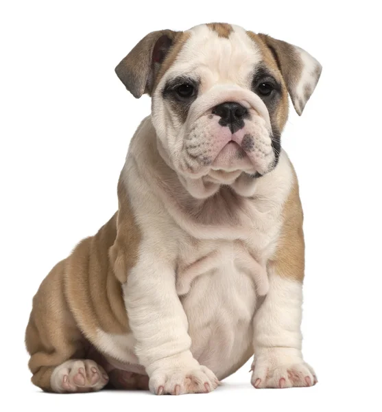 Engels bulldog pup zitten, 2 maanden oud — Stockfoto