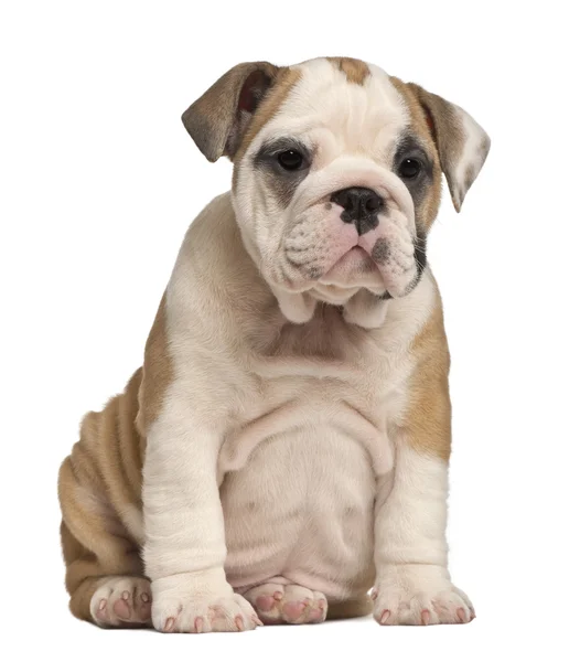 Englische Bulldogge Welpe sitzend, 2 Monate alt — Stockfoto
