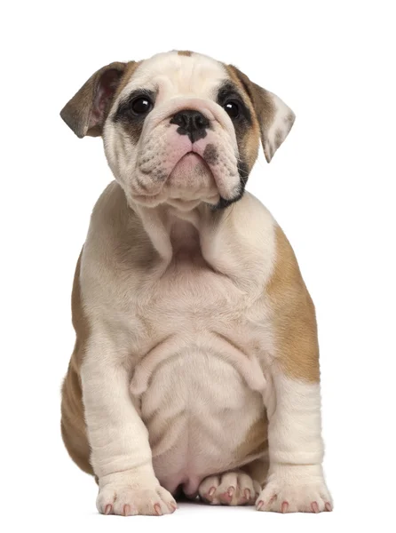 English Bulldog puppy Sitting, 2 months old — стокове фото