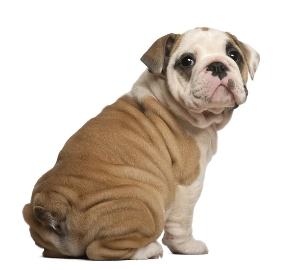 Engels bulldog pup, zittend, terugkijkend, 2 maanden oud — Stockfoto