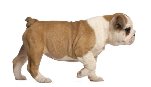 Englanti Bulldog pentu kävely, 2 kuukautta vanha — kuvapankkivalokuva