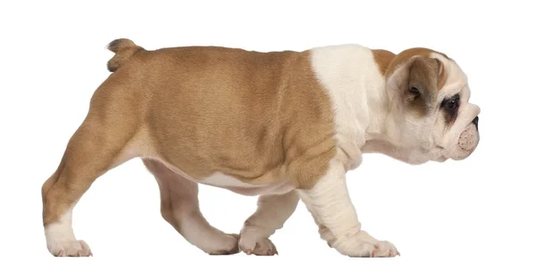 Engels bulldog pup wandelen, 2 maanden oud — Stockfoto
