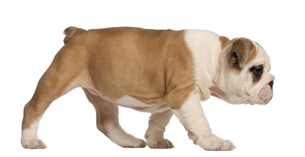 Engels bulldog pup wandelen, 2 maanden oud — Stockfoto