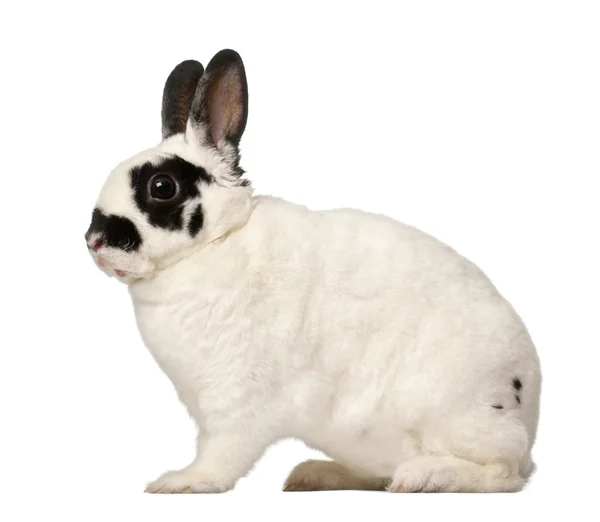 Dalmatian rabbit, Oryctolagus cuniculus, 4 months old — Stock Fotó