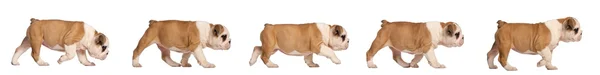 Englische Bulldogge Welpen Tracking, 2 Monate alt — Stockfoto