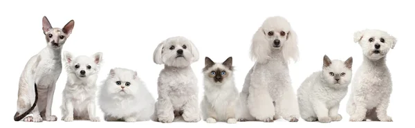 Grupo de perros y gatos sentados frente al fondo blanco —  Fotos de Stock