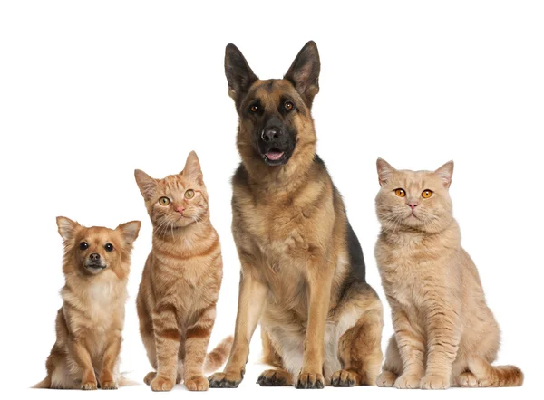 Skupina psů a koček sedí před bílým pozadím — Stock fotografie