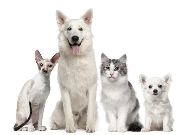 Grupo de cães e gatos sentados em frente ao fundo branco — Fotografia de Stock