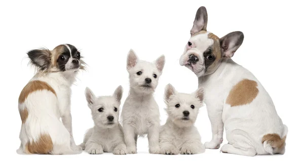 白色背景前的一群狗 — 图库照片