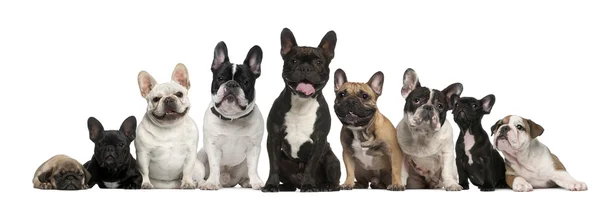 Grupo de Bulldogs franceses na frente de fundo branco — Fotografia de Stock