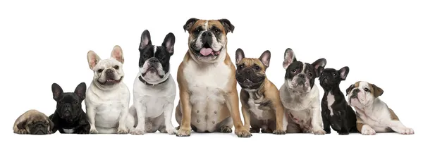 Grupo de Bulldogs y un Pug delante de fondo blanco — Foto de Stock
