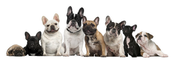 Group of French bulldogs in front of white background