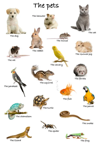 Collage de mascotas y animales en inglés delante de fondo blanco, plano de estudio —  Fotos de Stock