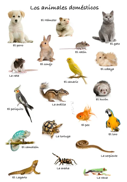 Colagem de animais de estimação e animais em espanhol na frente de fundo branco, tiro estúdio — Fotografia de Stock