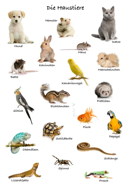 Collage de mascotas y animales en alemán delante de fondo blanco, plano de estudio —  Fotos de Stock