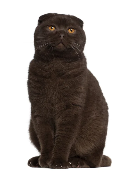 Scottish Fold cat, 1 year old, sitting in front of white background — Stock Photo, Image
