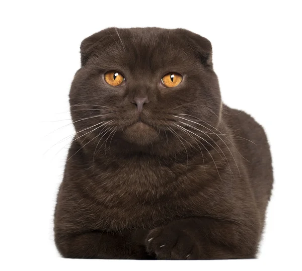 Portrait of Scottish Fold cat, 1 year old, in front of white background — Stock Photo, Image
