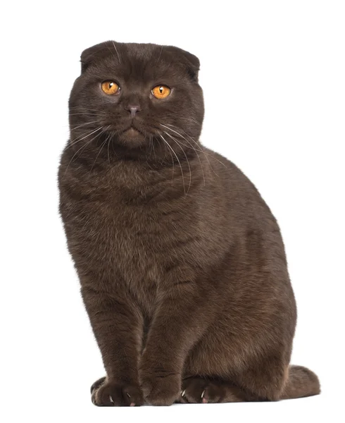 Portrét skotský fold kočka, 1 rok starý, sedící před bílým pozadím — Stock fotografie