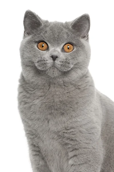 Portrait of British Shorthair cat, 5 months old, in front of white background — Stock Photo, Image