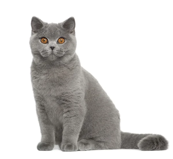 Portret Kot brytyjski krótkowłosy, 5 miesięcy, siedząc z przodu białe tło — Zdjęcie stockowe