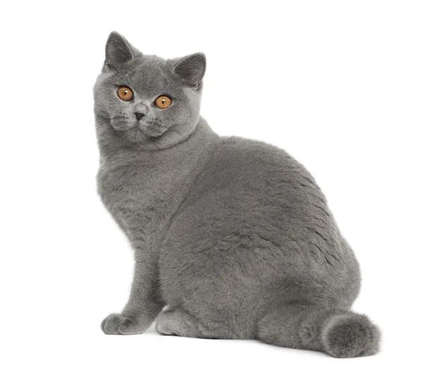 Портрет британского кота Shorthair, 5 месяцев, сидящего перед белым фоном — стоковое фото