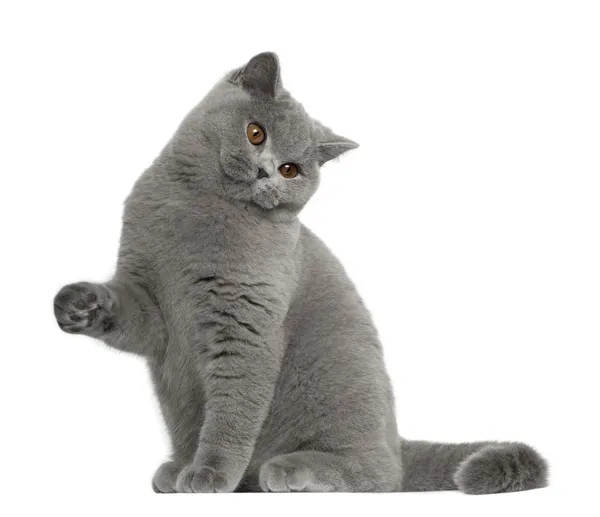 British Shorthair cat, 5 months old, sitting in front of white background — Stock Photo, Image