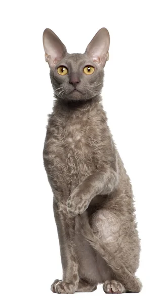 Portrait of Cornish Rex cat, 9 months old, sitting in front of white background — Stock Photo, Image