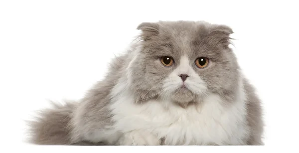Портрет британской кошки Shorthair, 6 месяцев, на белом фоне — стоковое фото