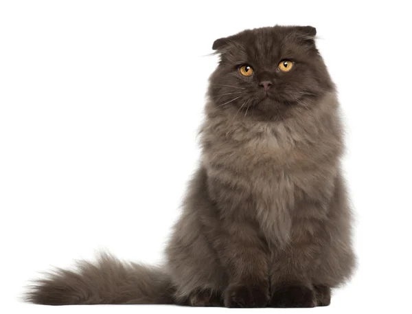 Портрет кота Скоттиш фолд, 5 месяцев, сидящего перед белым фоном — стоковое фото