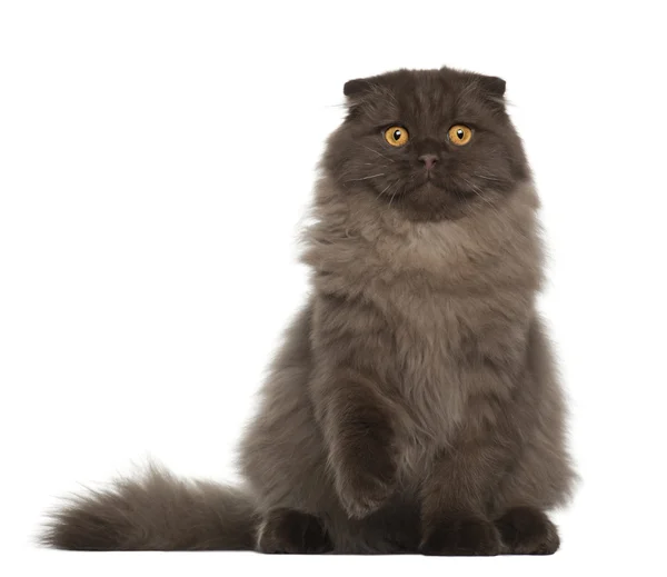 Портрет кота Скоттиш фолд, 5 месяцев, сидящего перед белым фоном — стоковое фото