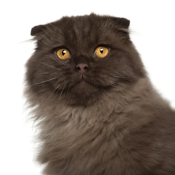 Portrét skotský fold kočka, 5 měsíců staré, před bílým pozadím — Stock fotografie