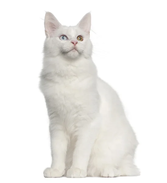 Maine Coon cat, 5 months old, sitting in front of white background — Stock Photo, Image