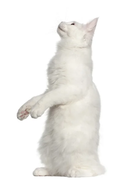 メインクーン猫ネコ、5 ヶ月の前に座ってホワイト バック グラウンド — ストック写真