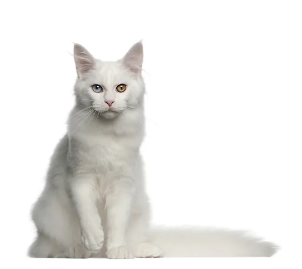 Портрет кошки Мэйн Кун, 5 месяцев, сидящей на белом фоне — стоковое фото