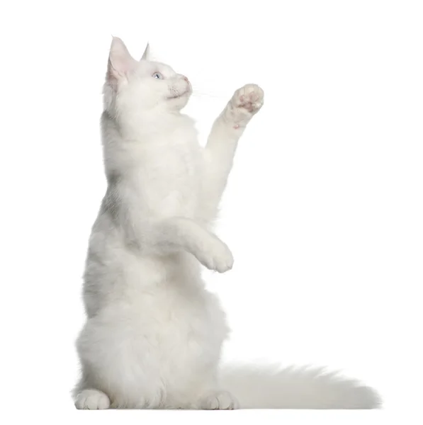 Мейн Кун кішка, 5 місяців, сидячи перед білим тлом — стокове фото
