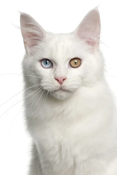 メインクーン猫ネコ、5 ヶ月、白い背景の前の肖像画 — ストック写真