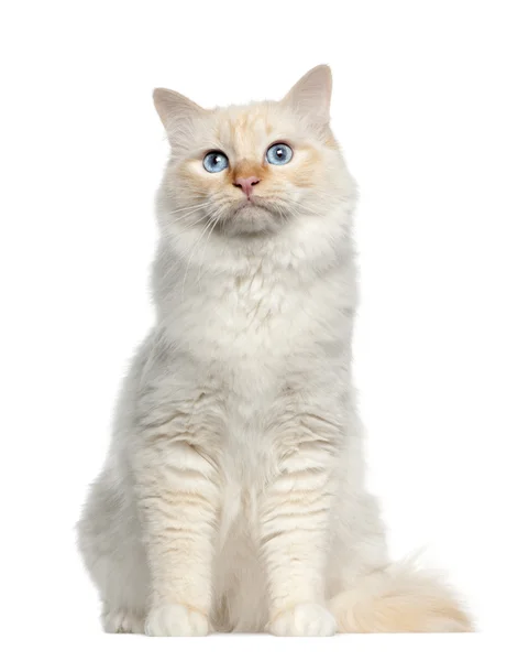 Retrato de Birman gato, sentado na frente de fundo branco — Fotografia de Stock