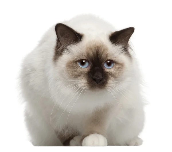 Portrait of Birman cat, sitting in front of white background — Stock Photo, Image