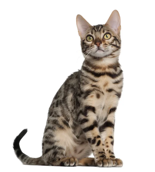 Bengal kitten, 4 months old, sitting in front of white background — Stock Fotó
