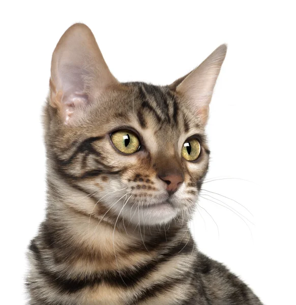 Close up of Bengal kitten, 4 months old, in front of white background — Stock Fotó
