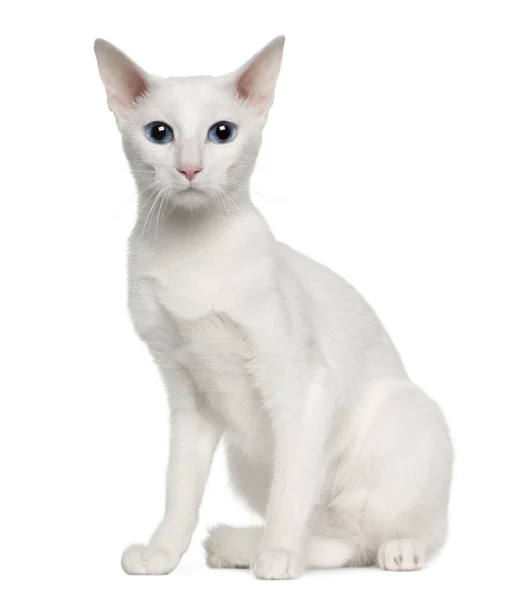 Retrato de Oriental Shorthair gato, 3 anos, sentado na frente de fundo branco — Fotografia de Stock