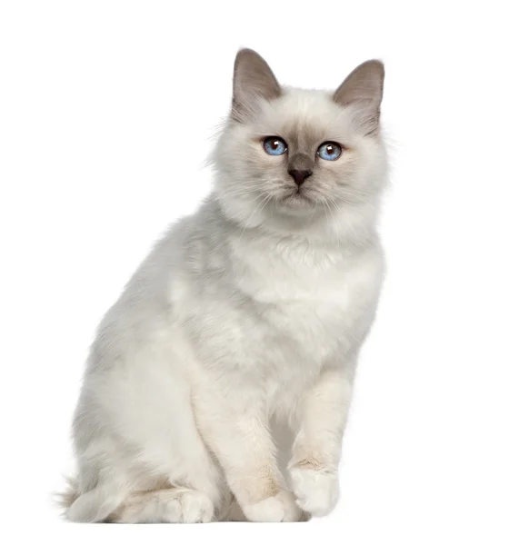 Portrait of Birman cat, 5 months old, sitting in front of white background — Stock Photo, Image
