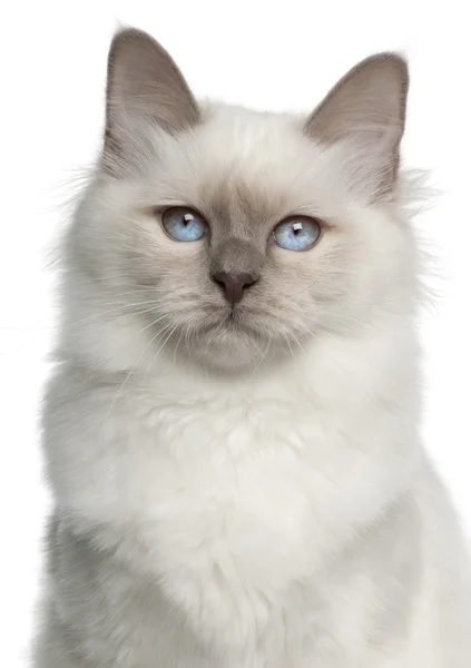 5 ヶ月、白い背景の前でバーマン猫の肖像画 — ストック写真
