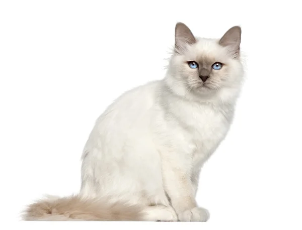 Portrait of Birman cat, 5 months old, sitting in front of white background — стокове фото